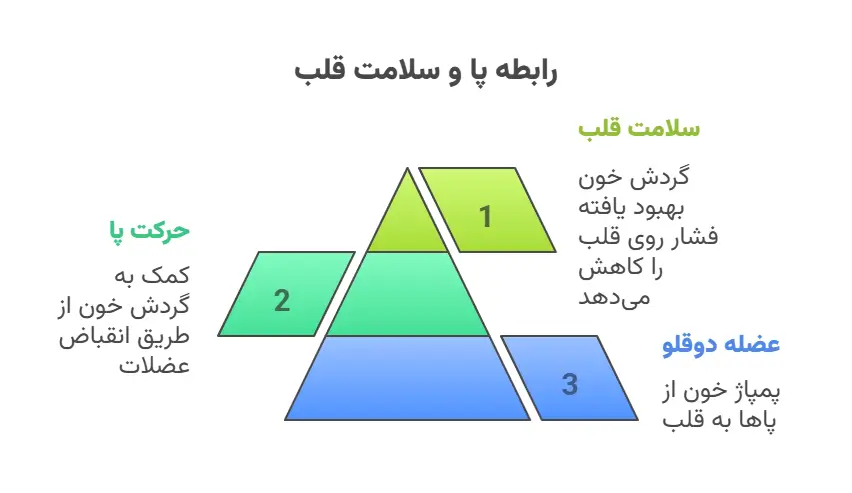 ارتباط سلامپ پا و قلب (پا قلب دوم) info